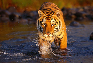 sundarban boisphere1