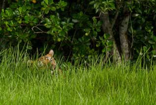 sundarban boisphere11