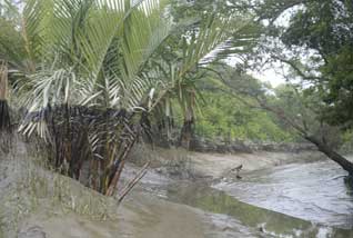 sundarban boisphere12