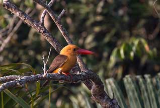 sundarban boisphere19