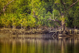 sundarban boisphere2