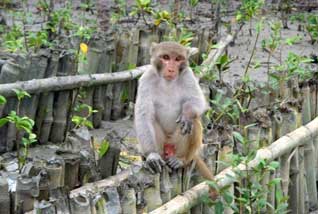 sundarban boisphere24