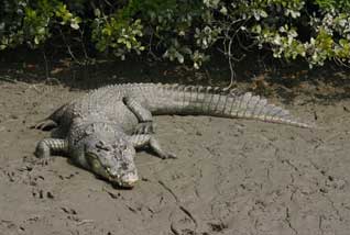 sundarban boisphere25