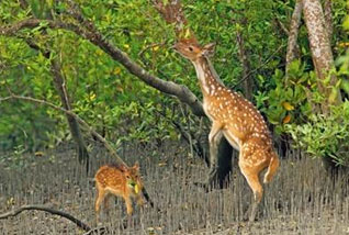 sundarban boisphere3