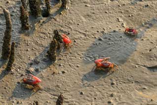 sundarban boisphere31