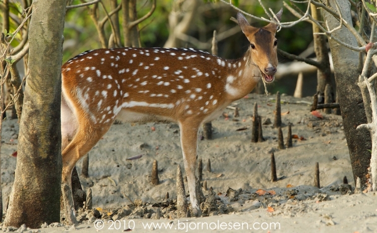 sundarban boisphere32