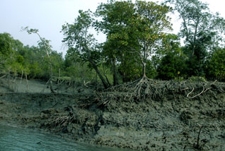 sundarban boisphere4