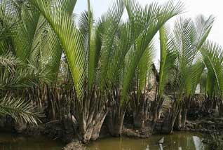 sundarban boisphere5