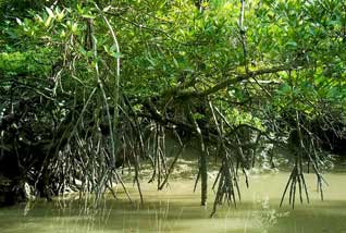 sundarban boisphere6