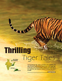 Thrilling Tiger Tales