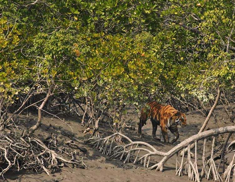 Mangrove of Sundarban