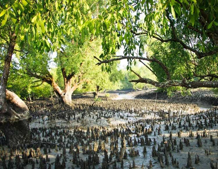 Mangrove of Sundarban