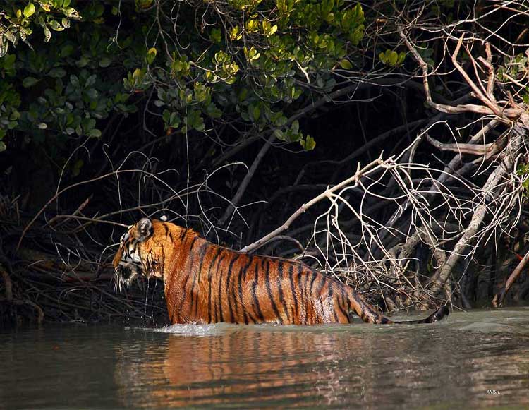 Royal Bengal Tiger